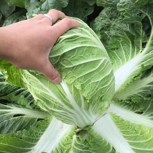 钟祥市黄心大白菜 湖北优质黄心菜