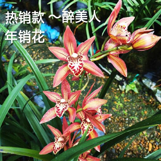 漳州墨兰  兰花 醉美人室内盆栽