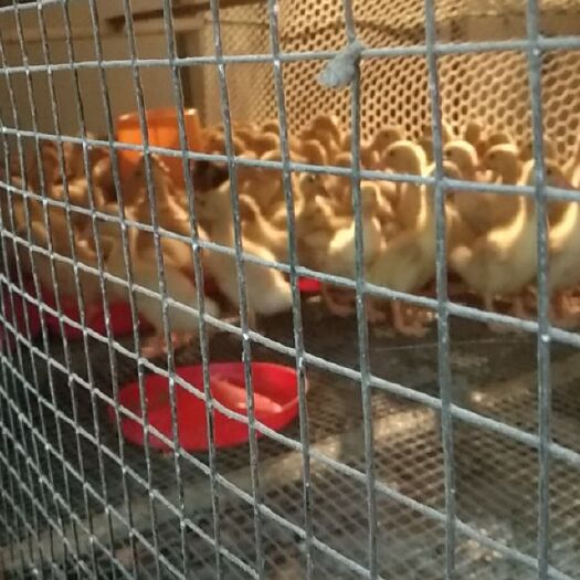 眉山杂交鸭苗 临江孵化场供应