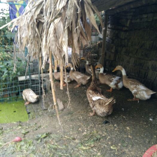扬州四年半散养老鸭降价出售