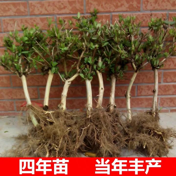 树形金银花 金银花老桩爬藤金银花四季金银花产量高