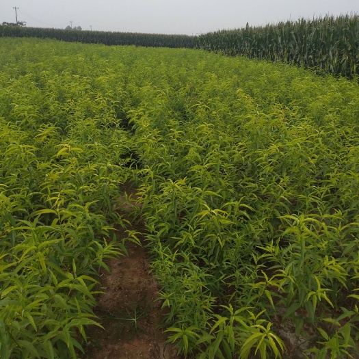 平邑县沂蒙霜红2号苗 1~1.5米