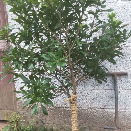 兰溪市 包邮东魁杨梅树苗带大土球发货