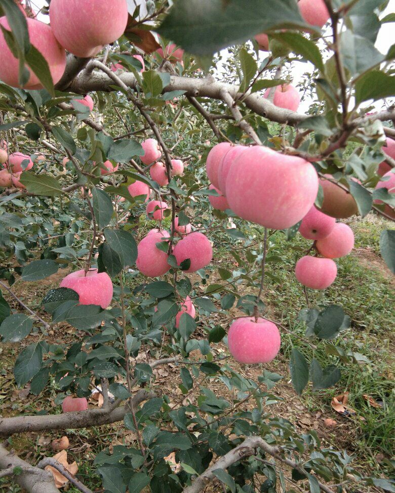  冰糖心红富士苹果。平台推荐