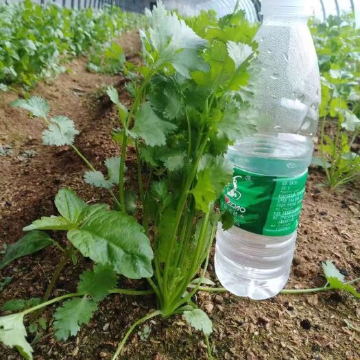 庄河市 大棚优质香菜