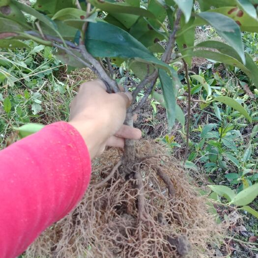 通道县粉红黑老虎苗  黑老虎两年苗，天然育苗不加任何防晒，增长素都是天然苗