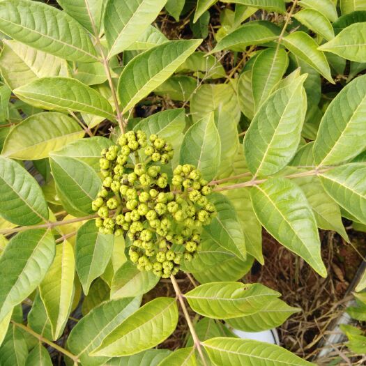 樟树市纯种江西中花吴茱萸苗，扦插苗，根系发达，苗杆粗壮。