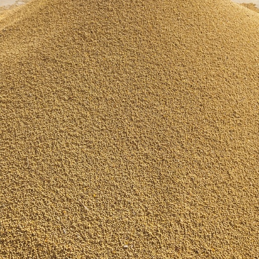 黄大豆 生大豆 1等品
