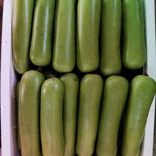 徐闻县菜瓜 精品浦瓜