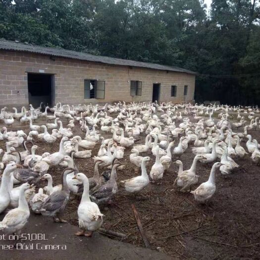 罗平县肉鹅 便宜销售