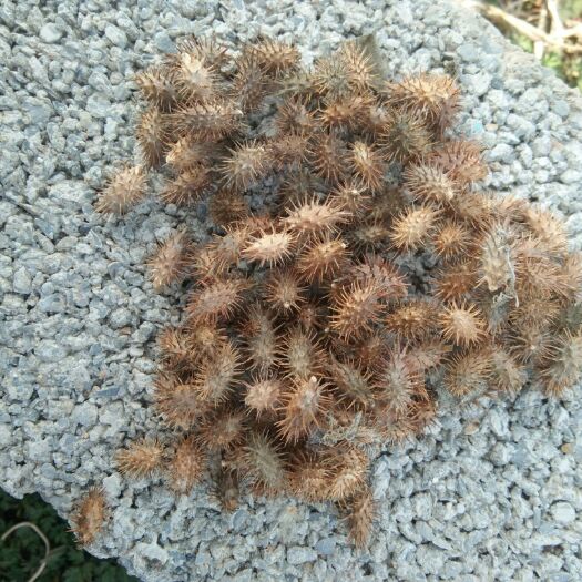 泗洪县 苍耳子包邮