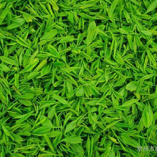 竹山县 绿茶批发