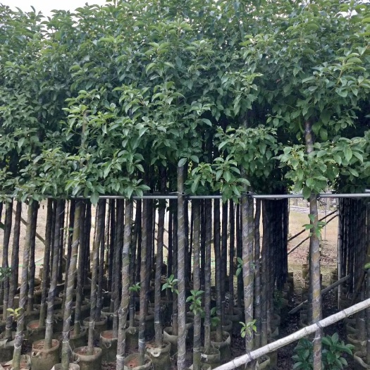 揭阳香樟