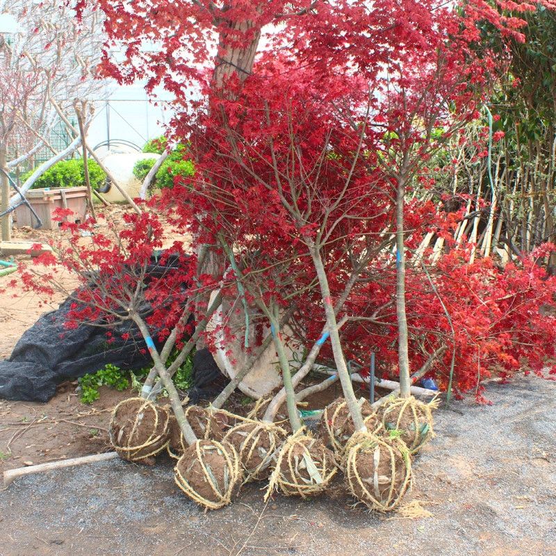  红枫树苗盆栽地栽日本红枫中国红四季红庭院绿化植物