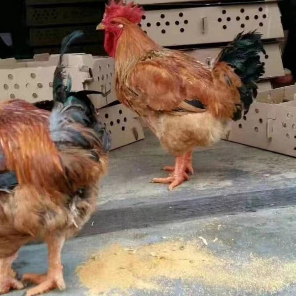 肉鸡  广西参皇k901脱温，24.5天匀重3公两半～4公两