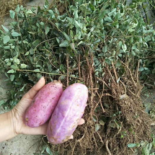 重庆市 大量供应三叶木通果苗 八月瓜苗 八月炸种苗 2年扦插大苗
