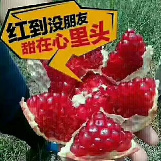 荥阳市河阴石榴 0.6 - 0.8斤