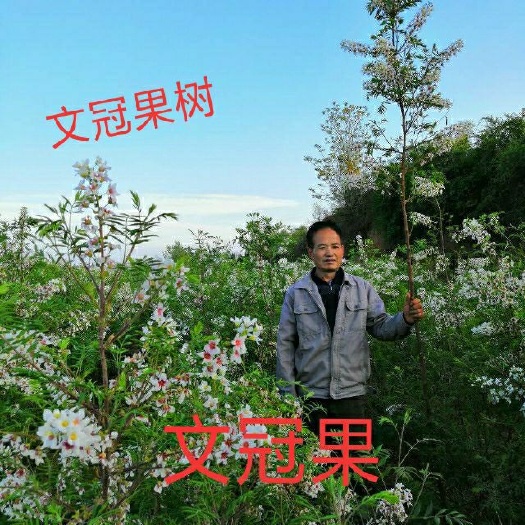 文冠果树苗 神树文冠果健康你我他，铜川市印台区权全顺种养殖农民专业合作社