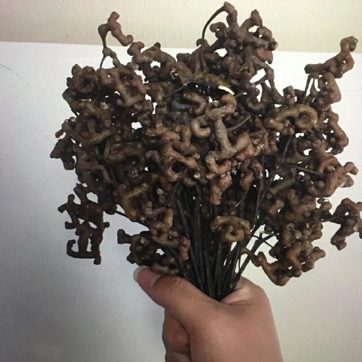 大量供应万寿果苗 拐枣苗 1年2年3年苗