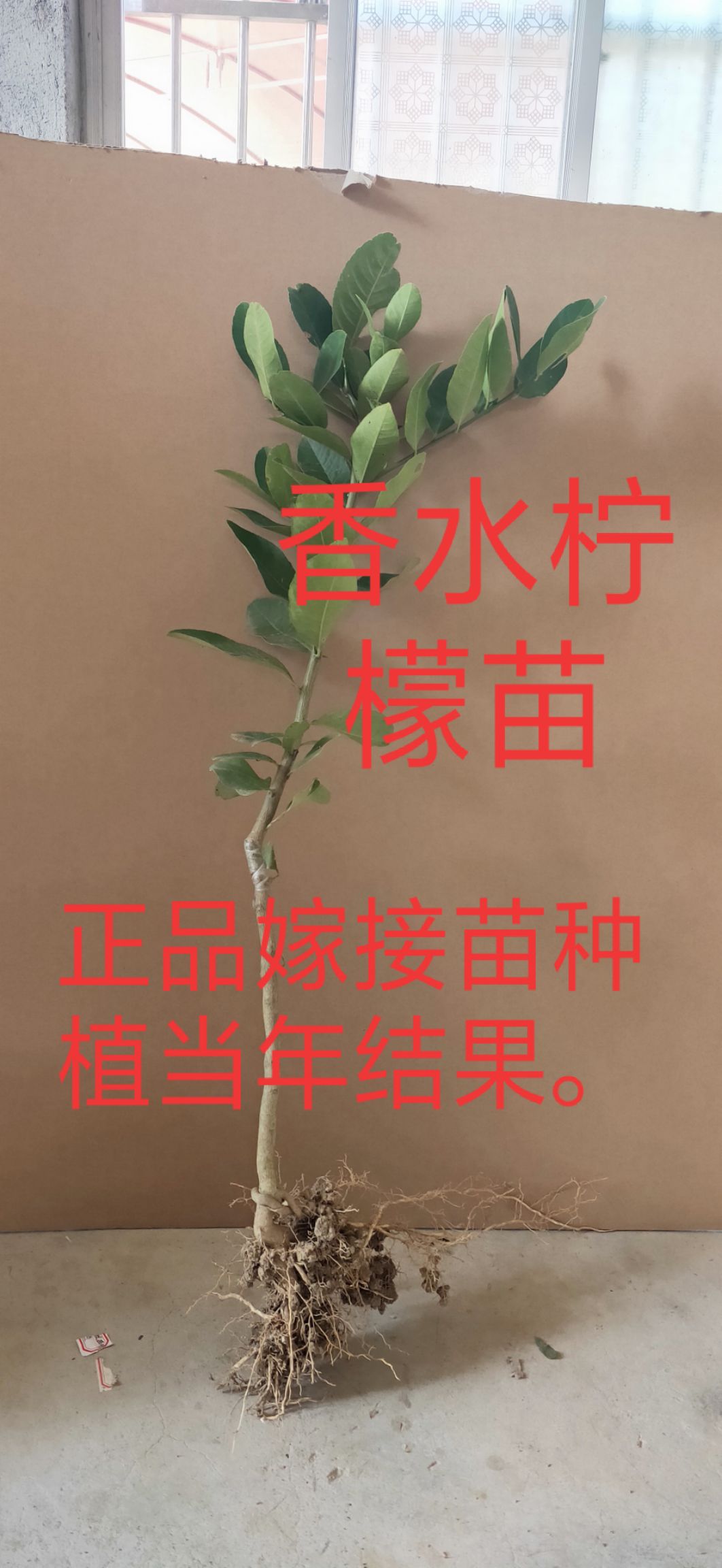 ，青柠， 香水柠檬苗，嫁接苗，种植当年结果，产量高