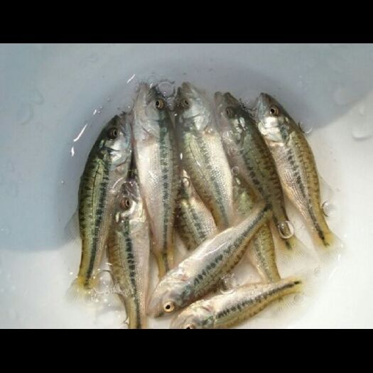 贵阳鲈鱼苗 淡水鲈鱼