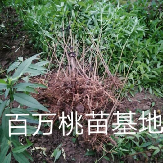 成都毛桃苗 0.5~1米