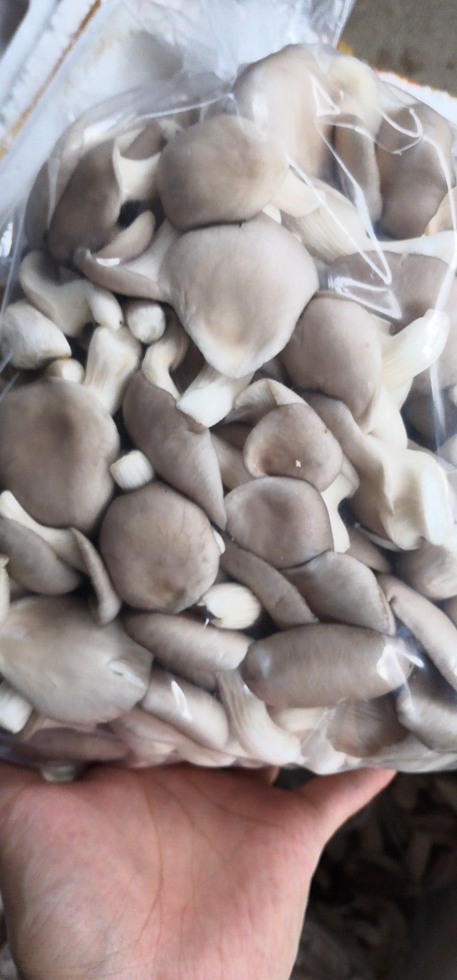 彭州市 本合作社长期出售优质姬菇，欢迎全国各地的商家合作