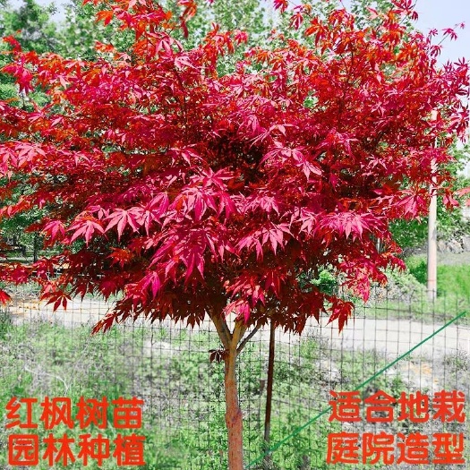  红枫树苗盆栽地栽日本红枫中国红四季红庭院绿化植物