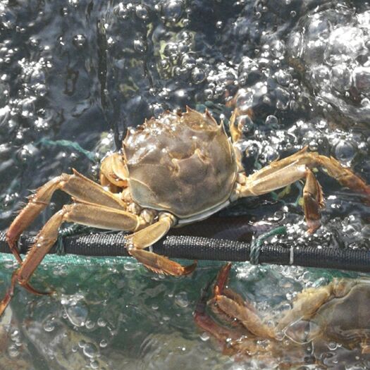常州 大闸蟹 生态养殖 产地直销  公母2两～6两