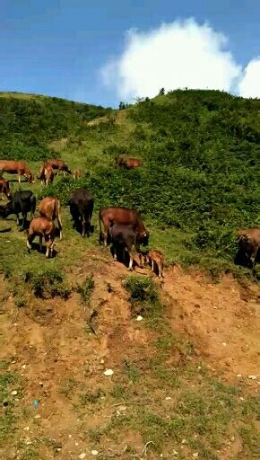双牌县 纯放养本地黄牛。肉牛及种牛。