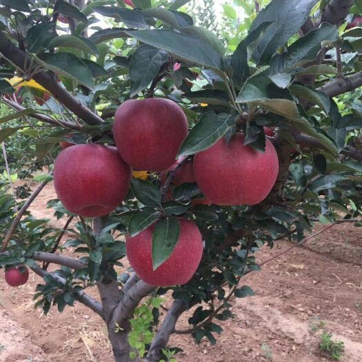 泰安m26矮化砧苹果苗 矮化m26中间砧木苹果苗