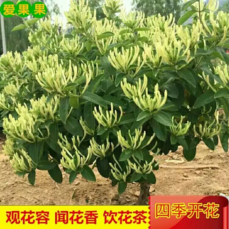 四季金银花苗 金银花品种齐全，山银，大毛，红色，金花三号，懒汉，南银，北花