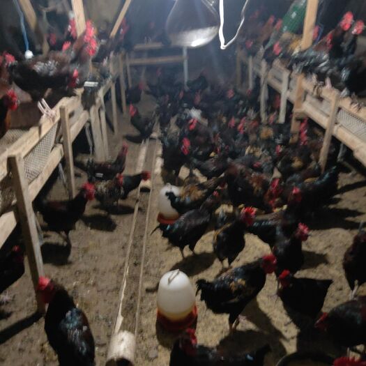 太康县土杂鸡 全散养 剂无饲料  肉质鲜美  有很好的养生价值