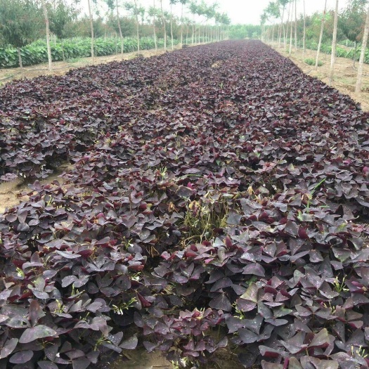 菏泽紫叶酢浆草 开花漂亮颜色好看价格实惠