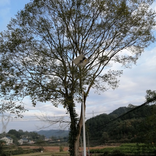 芷江县 有大量30公分以上朴树出售，需要货源请联系我价格实惠看树议