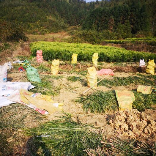 资兴市小黄姜 山士姜，品质优良