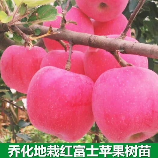 平邑县红富士苹果苗 烟台红富士果树苗