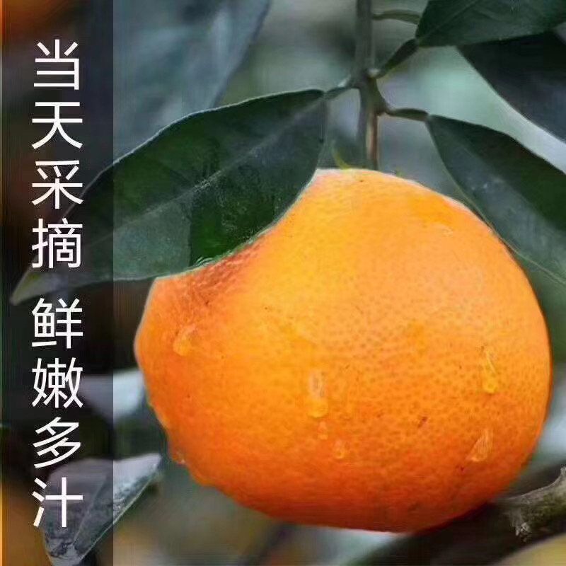红美人柑桔  象山红美人，中大果4-5两12个装120一箱，