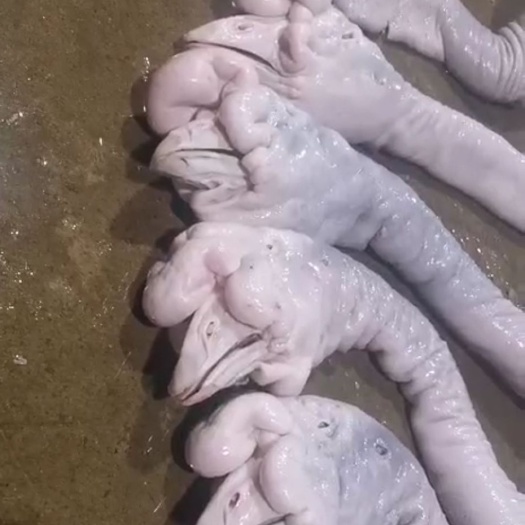 汕头狮头鹅肉 澄海区狮头鹅老公鹅