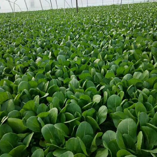 曹县 山东曹县精品小油菜，小白菜，油麦菜大量上市中。