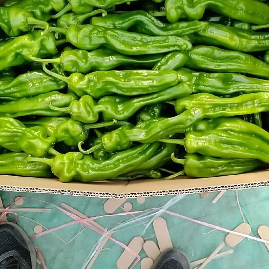 夏邑县鲜泡椒 10~15cm 微辣 靑色  鲜泡椒 10~15cm 微辣 靑色