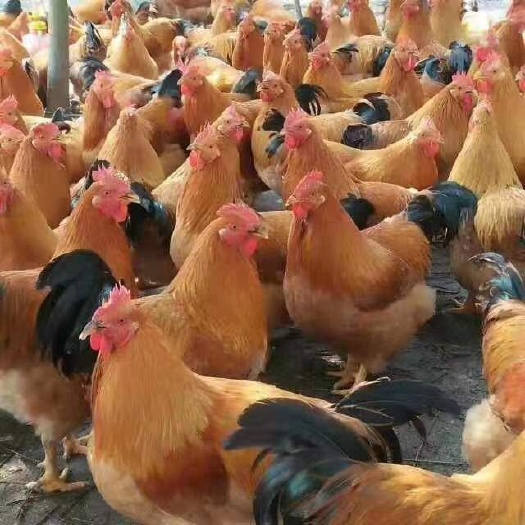 广州 三黄阉鸡，红毛优1,8公 三黄土鸡苗