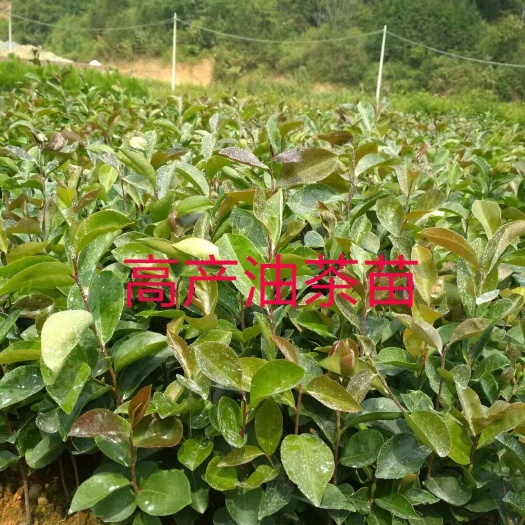 那坡县芩软2号油茶 高产大果油茶苗 不带杯1.8元/株