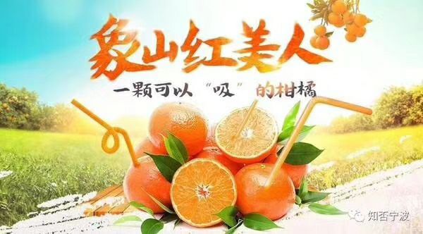 象山县红美人柑桔 象山大棚红美人,汁多甘甜,农场直供！