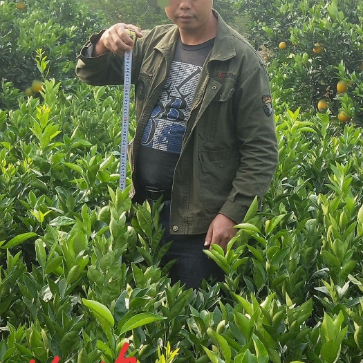 枝江市 伦晚脐橙苗