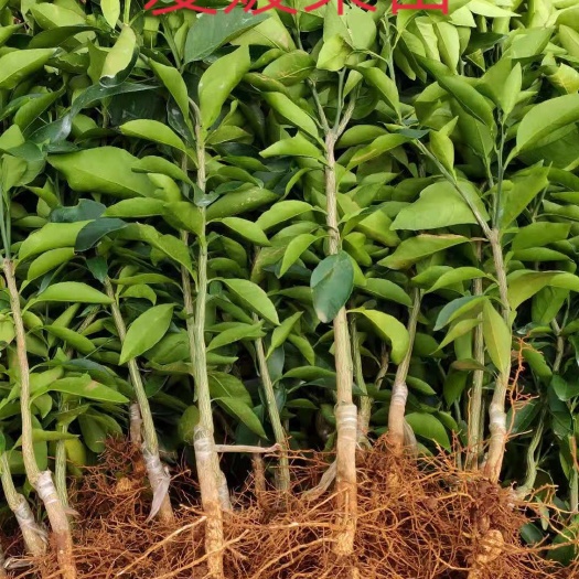金堂县纽荷尔脐橙苗 各种柑橘苗出售