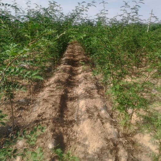 花椒苗  三年或三年以上花椒树，移植后即可收果