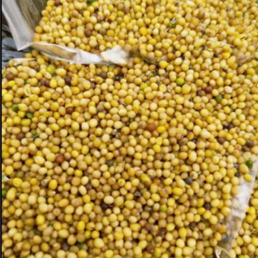 四子王旗 黄菜籽颗粒饱满，水分7.6