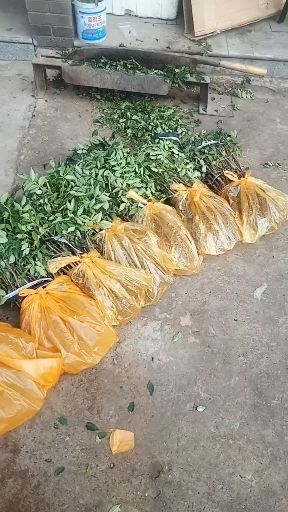 韩城市黄盖狮子头