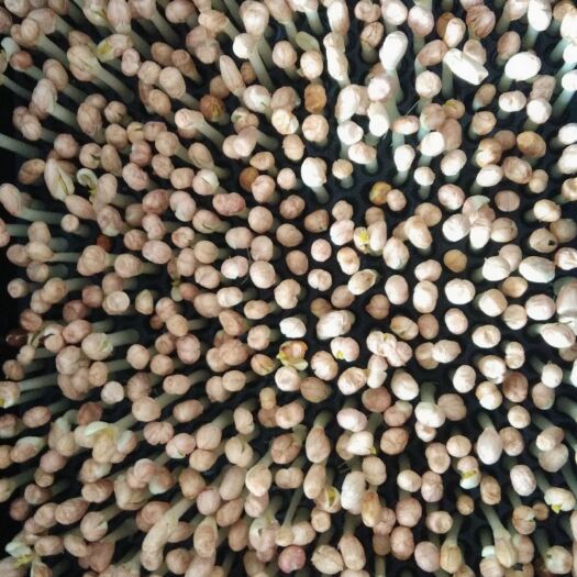 肥东县花生芽 人工种植 10-15cm